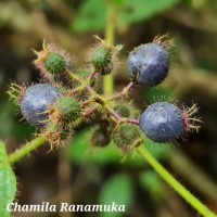 Miconia crenata (Vahl) Michelang.